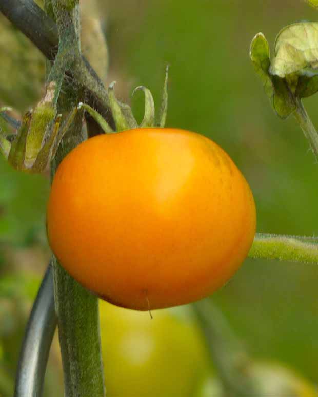 Tomate Orange Queen