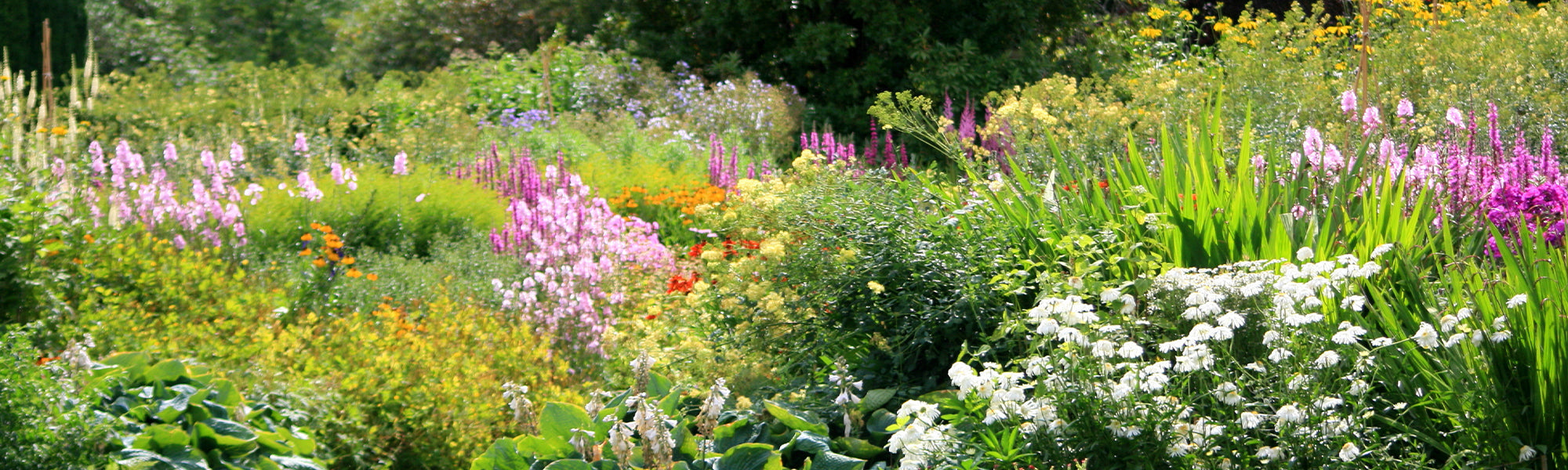 Un jardin fleuri toute l'année