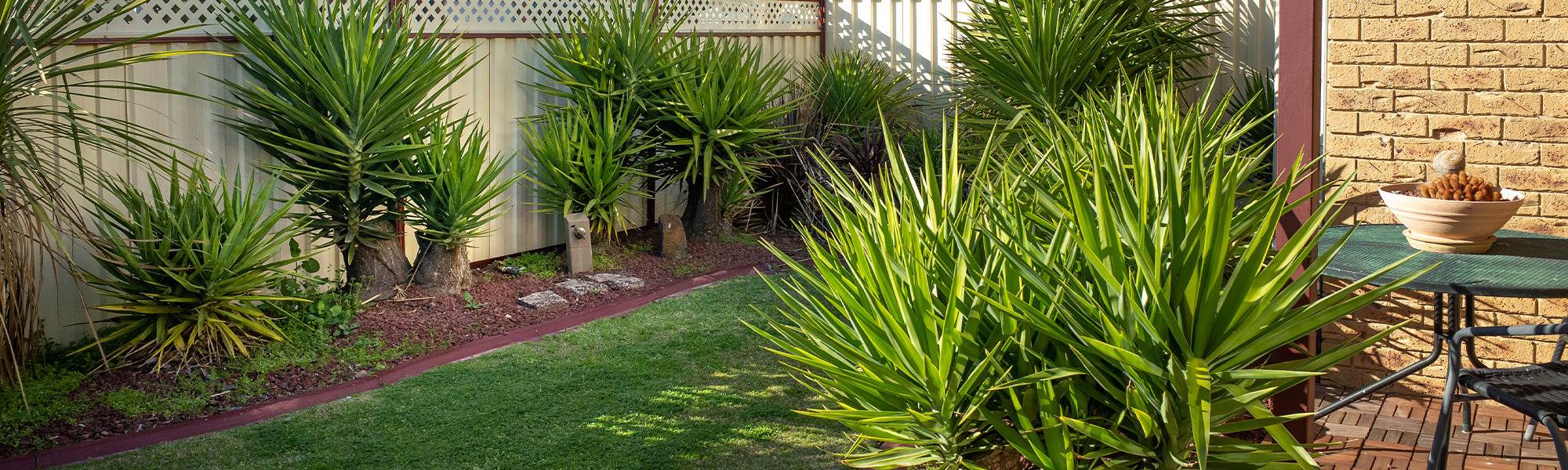 Yucca filamenteux - Yucca filamentosa