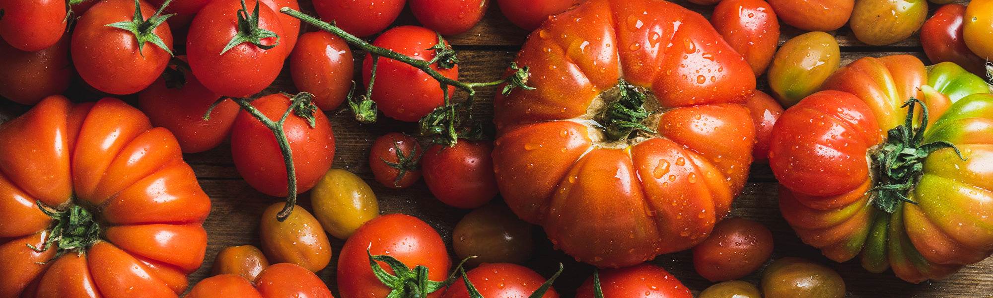 Tomates maraîchères