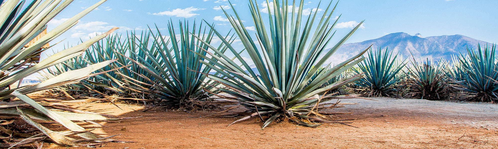 Agave