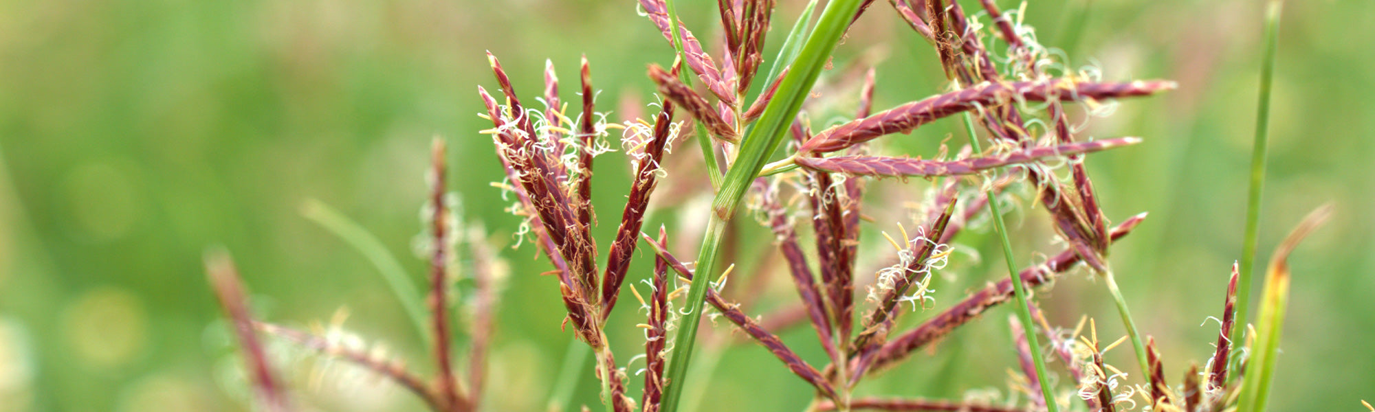 Andropogon