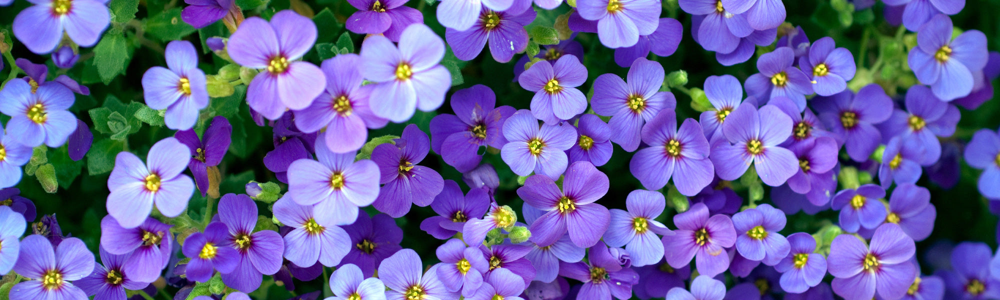 Aubriètes