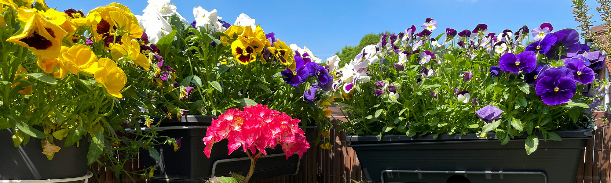 Plantes à feuillage coloré pour balcon