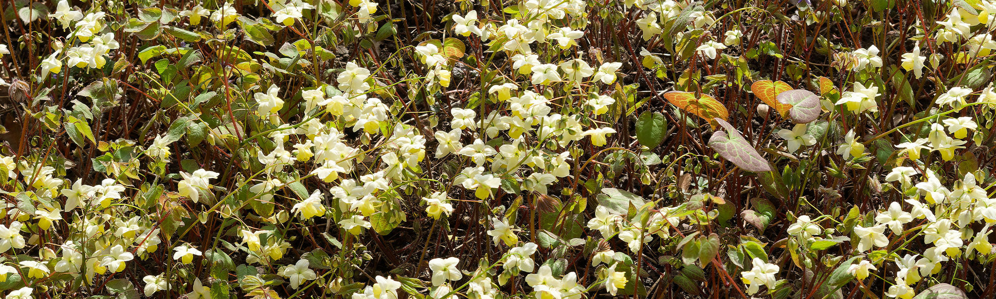 Epimedium