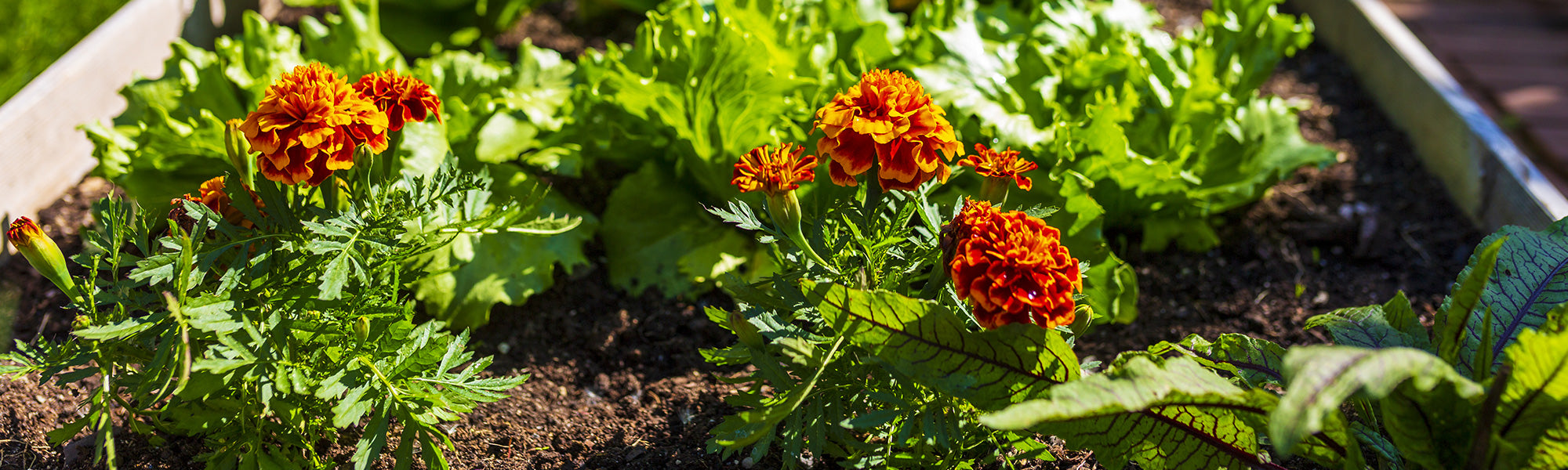 Fleurs pour potager