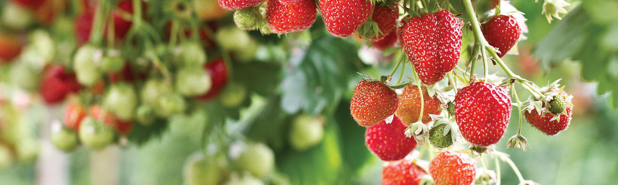 Fruitiers pour balcon au sud