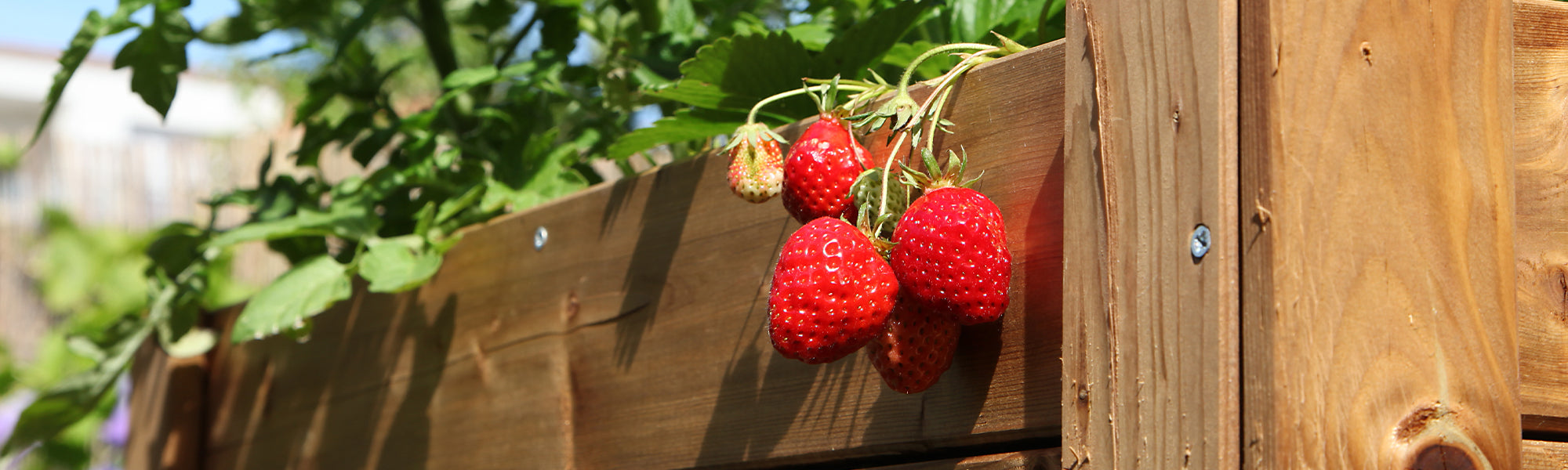 Fruitiers pour carré potager