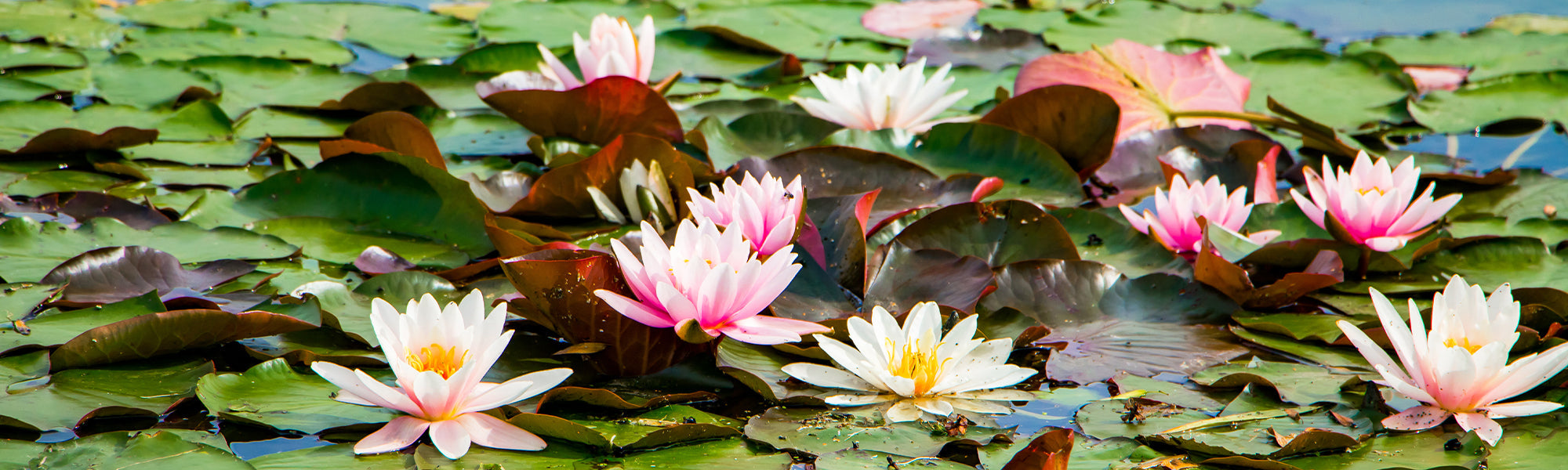 Nouveautés plantes aquatiques