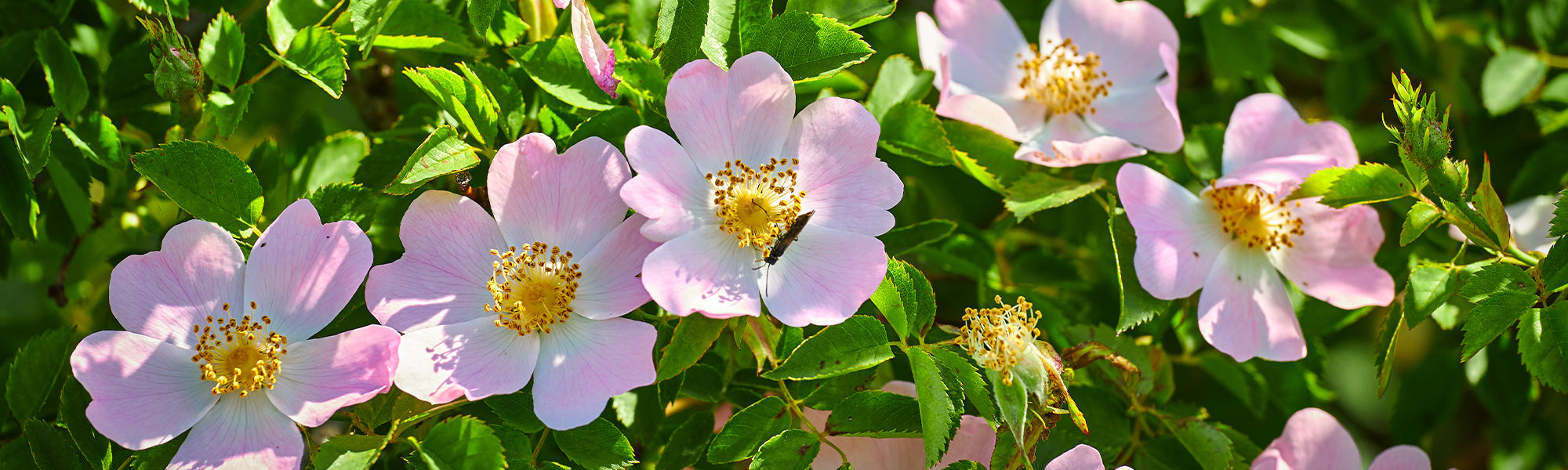 Rosiers botaniques