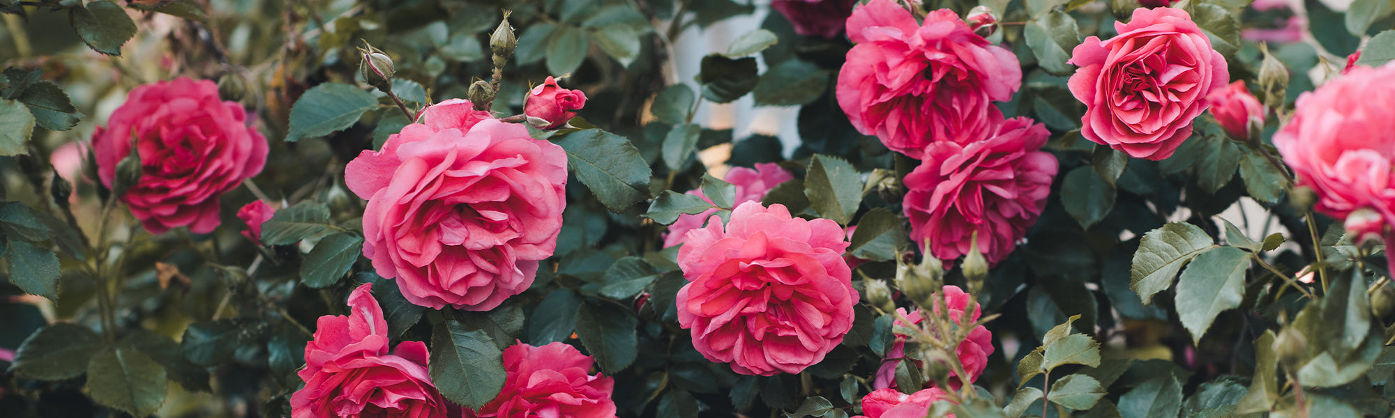 Rosiers anciens