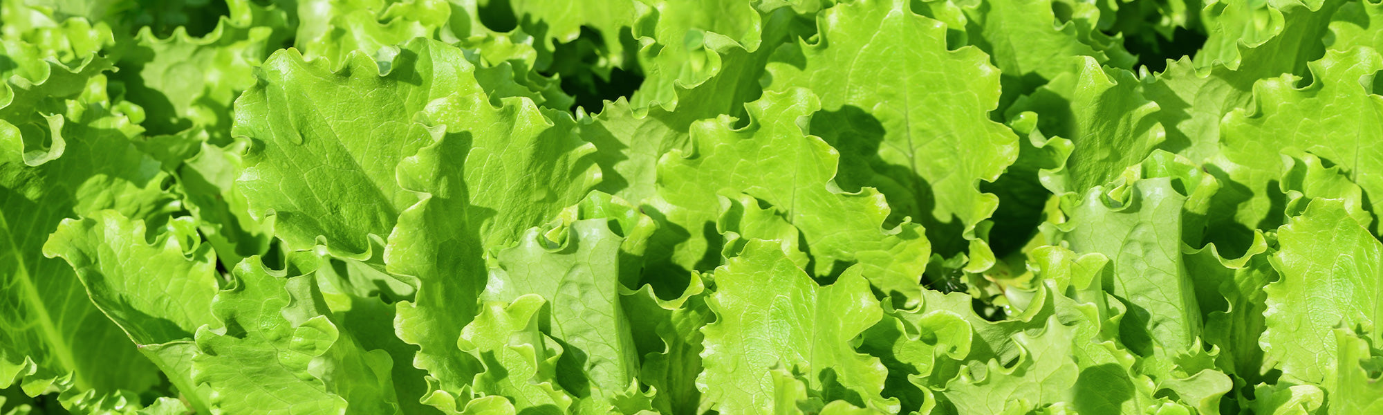 Plants de salades