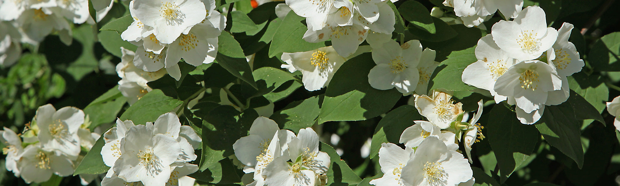 Jardin parfumé et enivrant