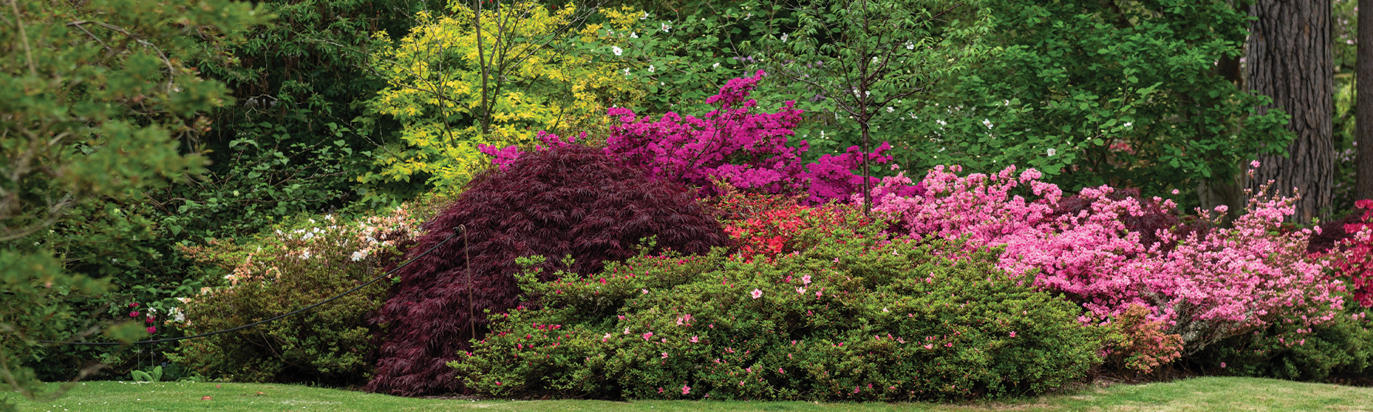 Jardin d'ombre qui prend de la hauteur