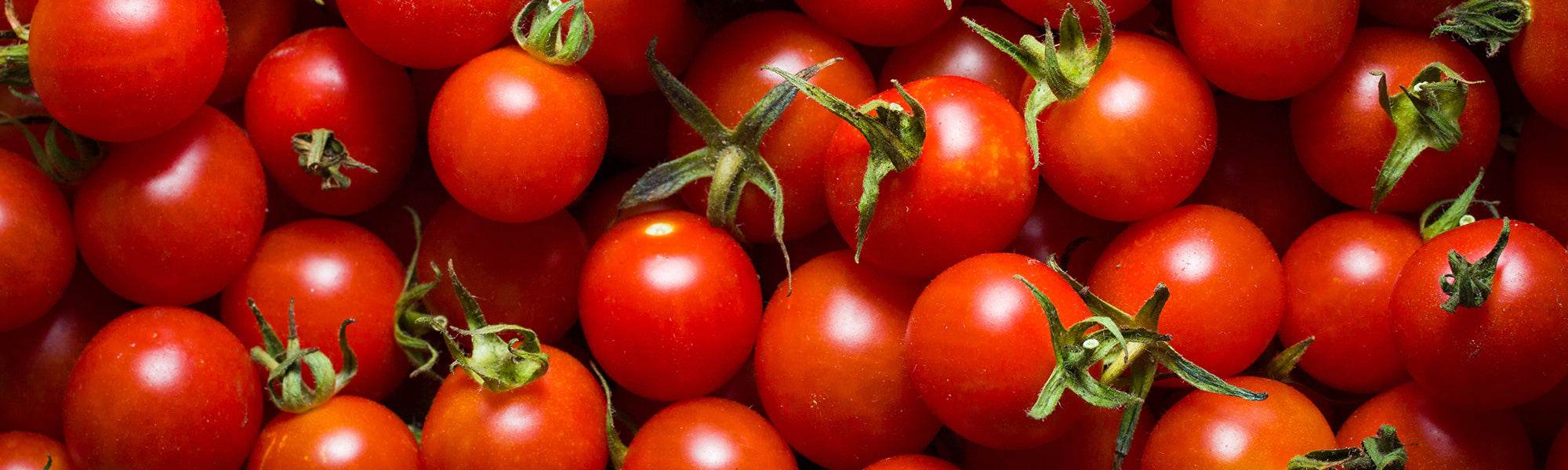 Tomates cerises