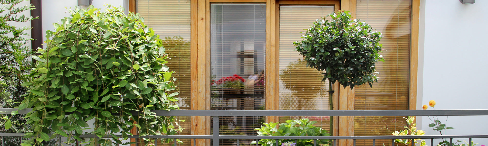 Plantes sur tige pour balcon