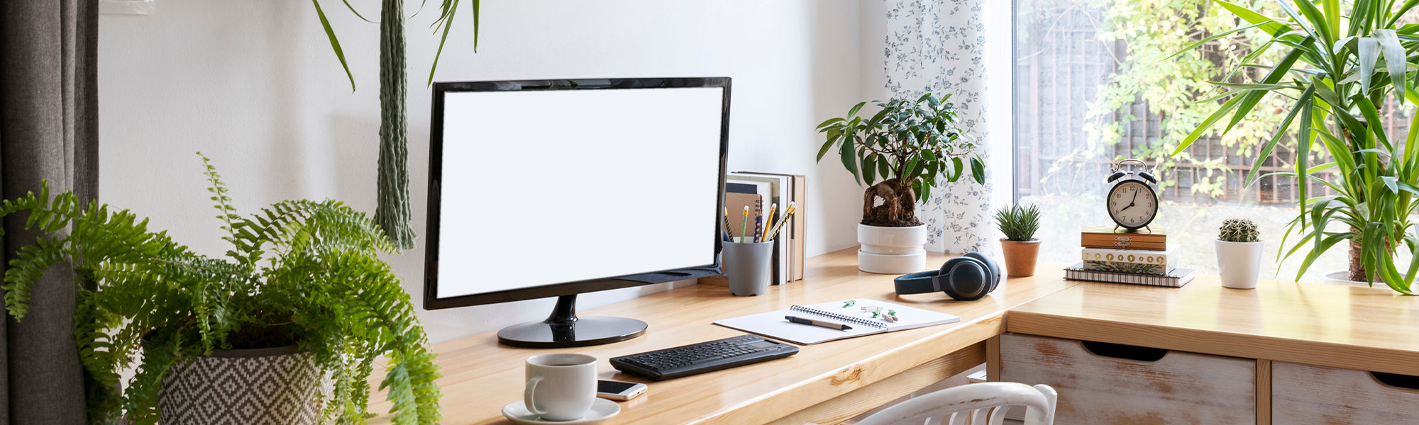 Petites plantes de bureau et d'intérieur