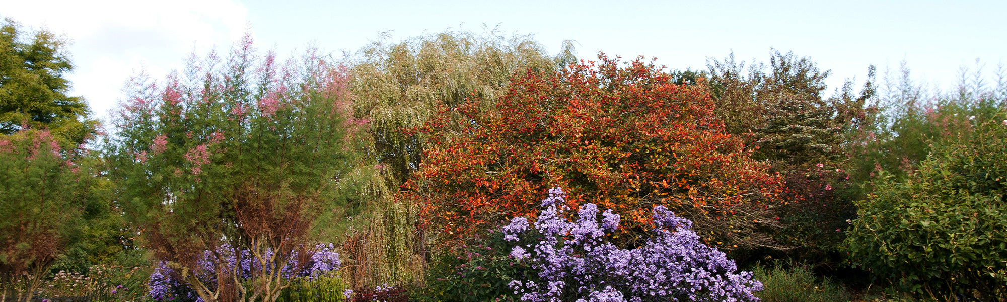 Arbres méditerranéens