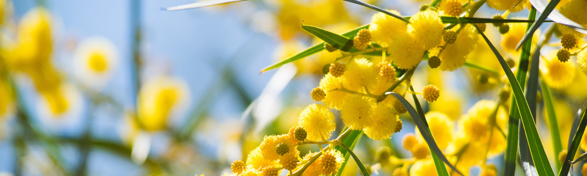 Plantes parfumées pour balcon ensoleillé