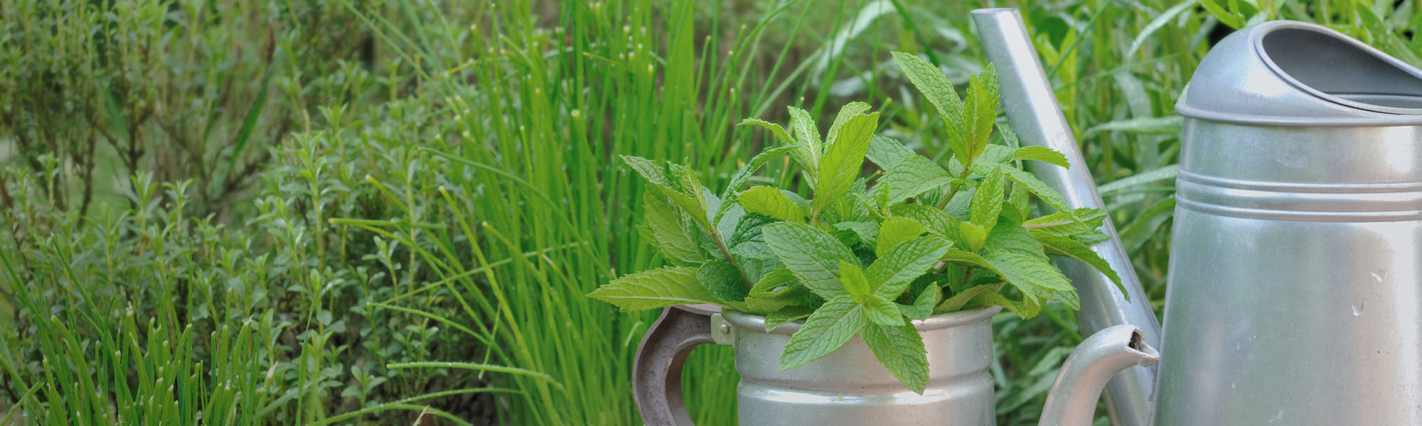 Plantes aromatiques pour le Nord