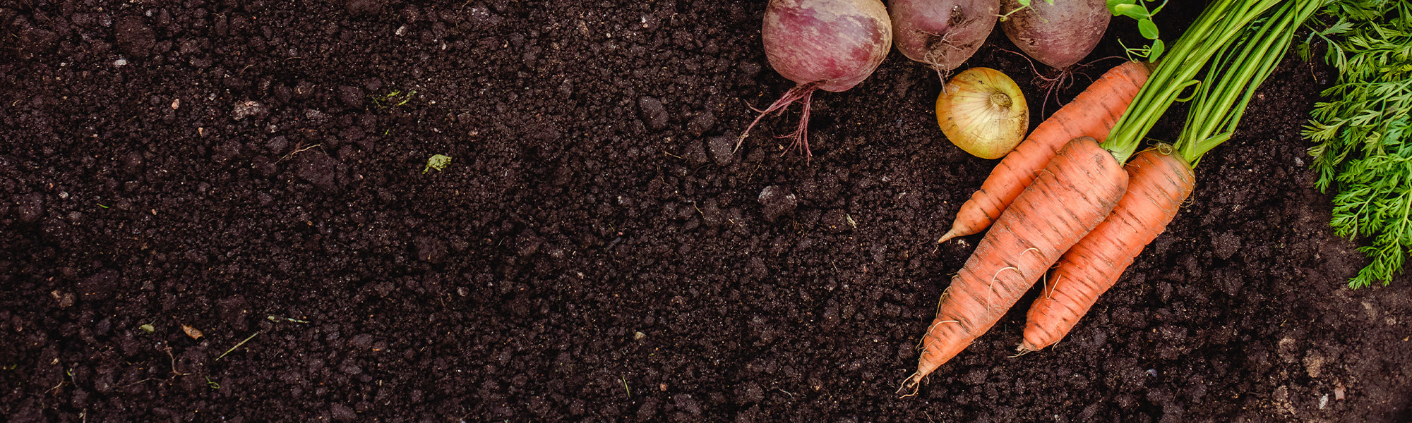 Légumes du potager productifs pour le Nord