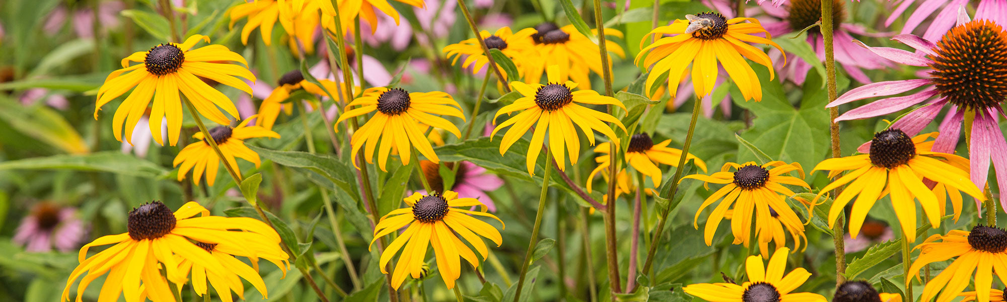 Rudbeckia