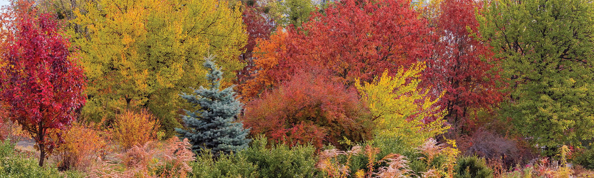 Charme commun - Carpinus betulus