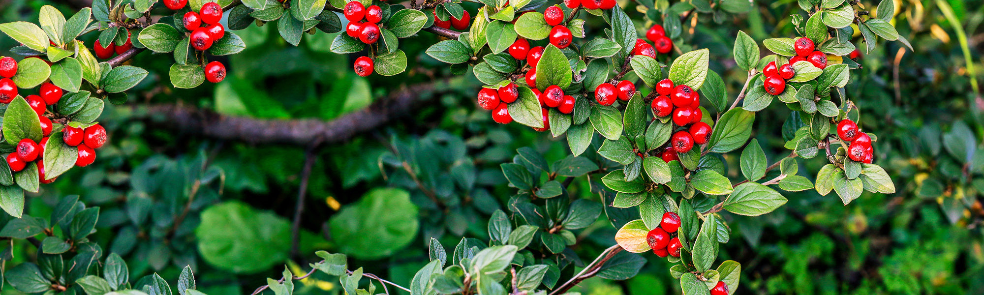 Cotonéaster de Dammer - Cotoneaster dammeri