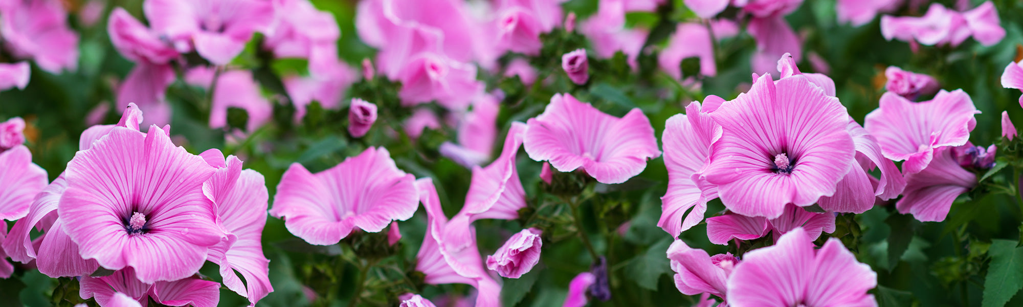 Lavatère annuelle - Lavatera trimestris