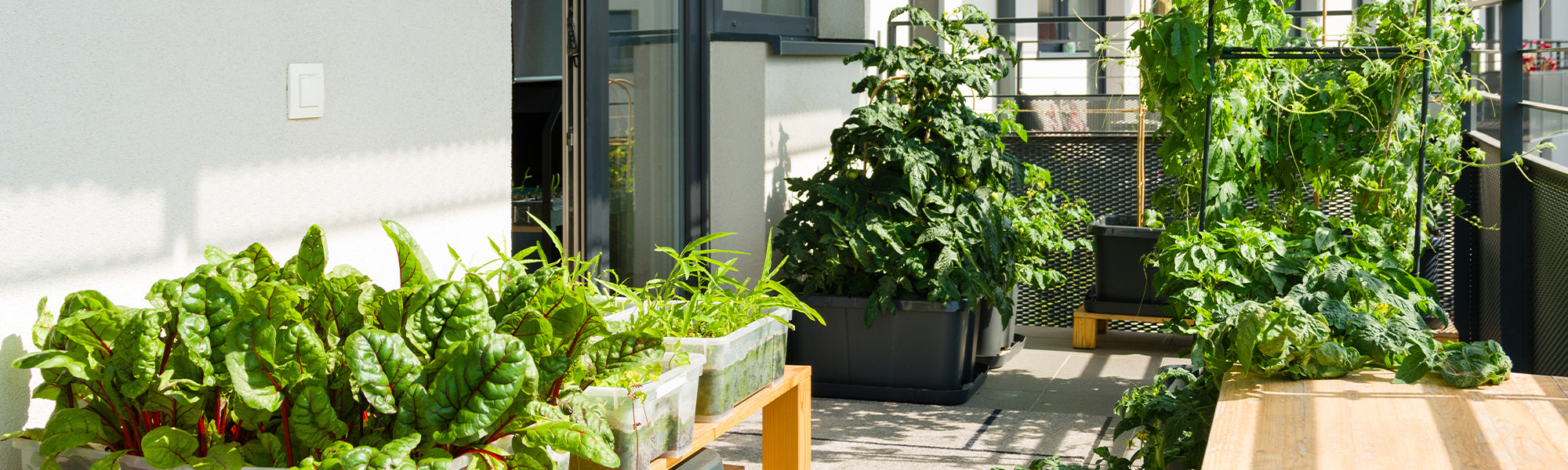 Aménager un potager balcon orientation sud