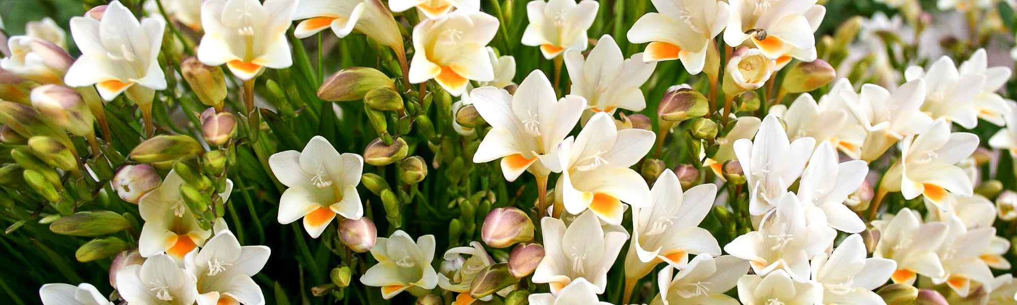 Freesia