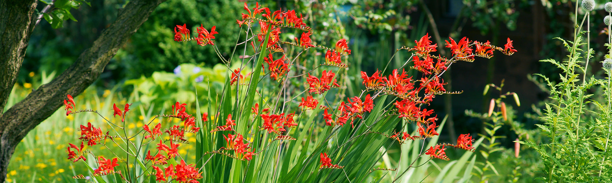 Crocosmia