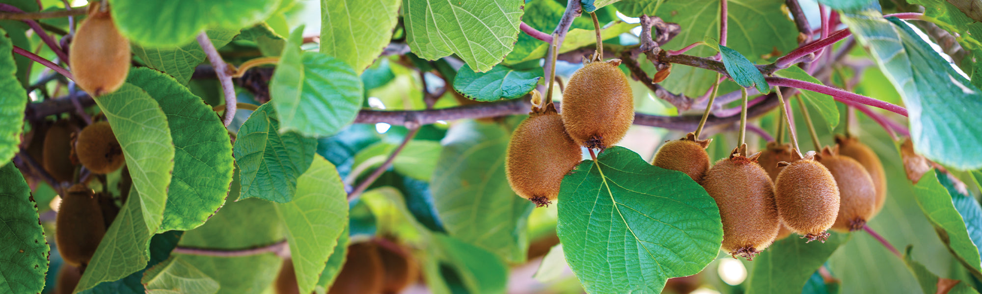 Actinidia Kiwi