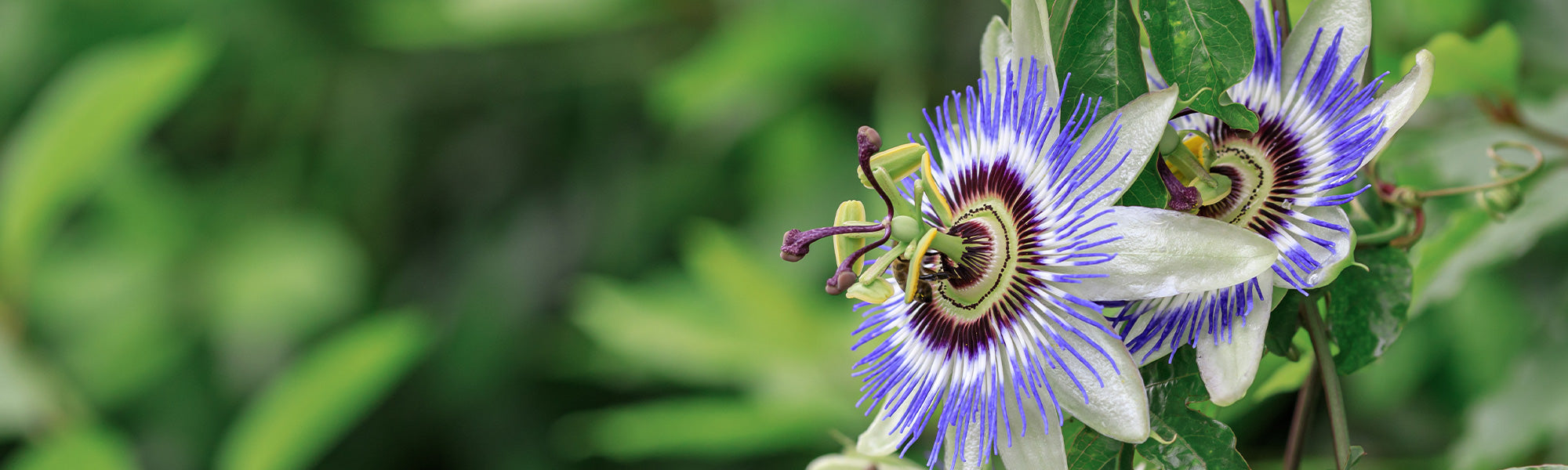 Plantes grimpantes à semer