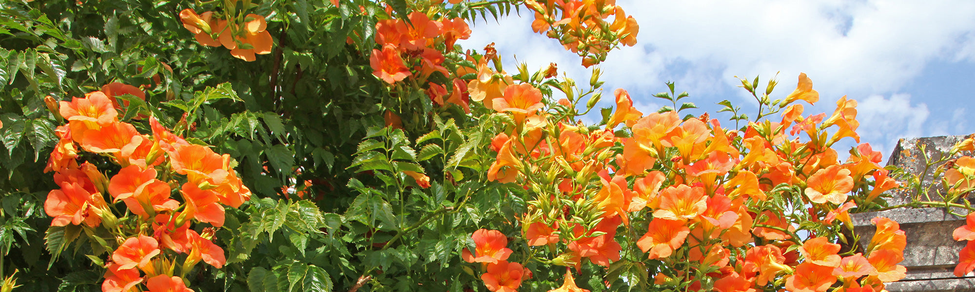 Bignone radicante - Campsis radicans