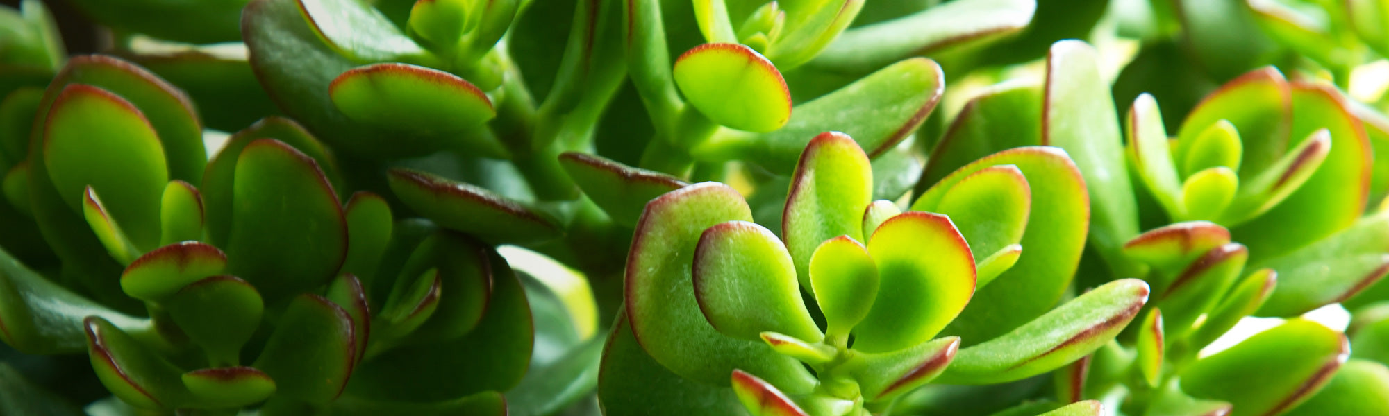 Crassula