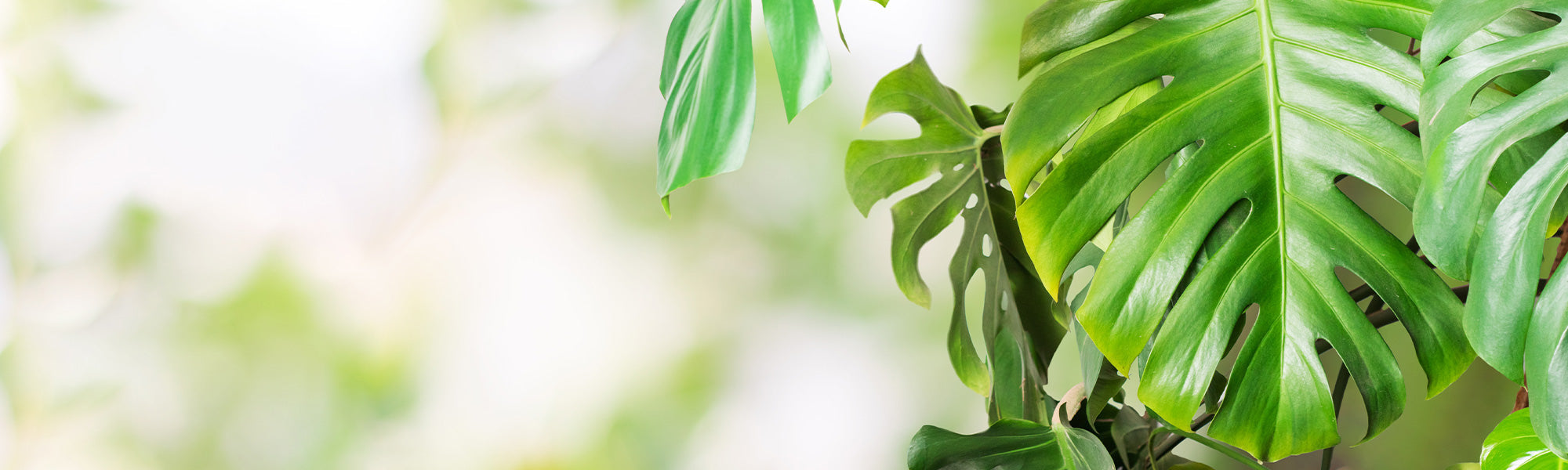 Plantes dépolluantes