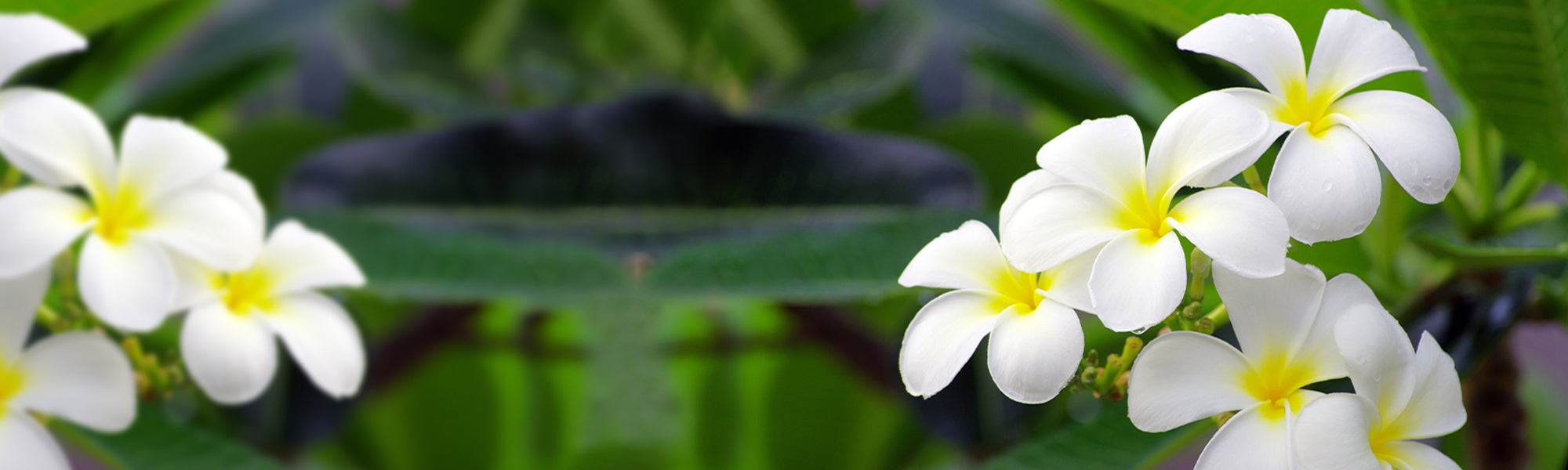 Plantes tropicales