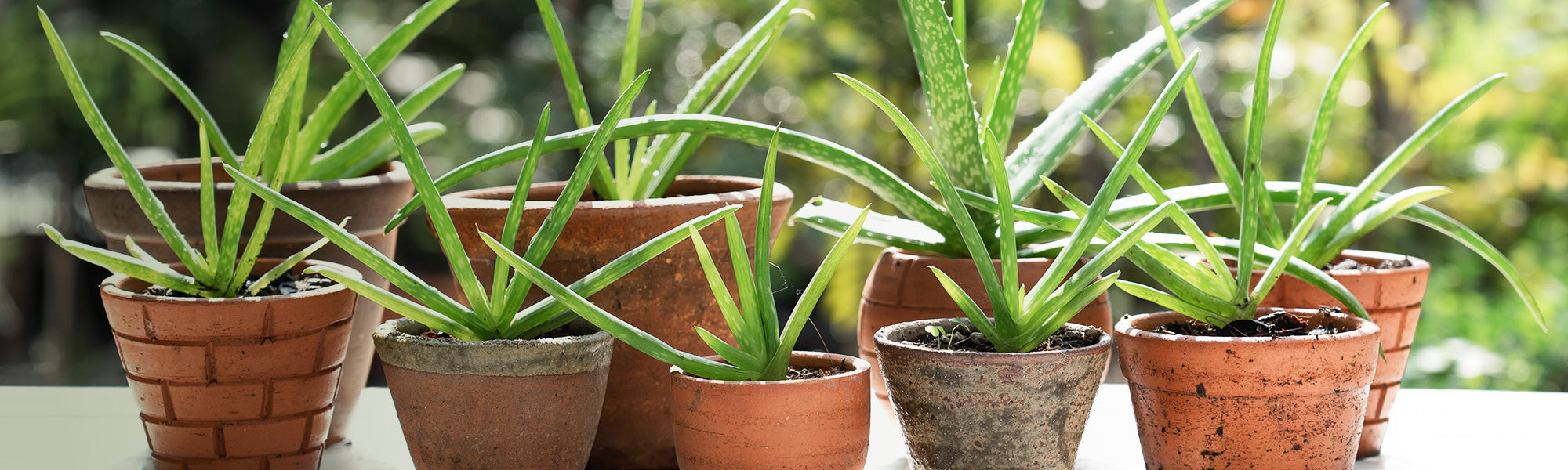 Aloe vera