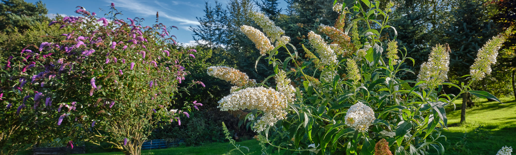 Arbustes à floraison estivale