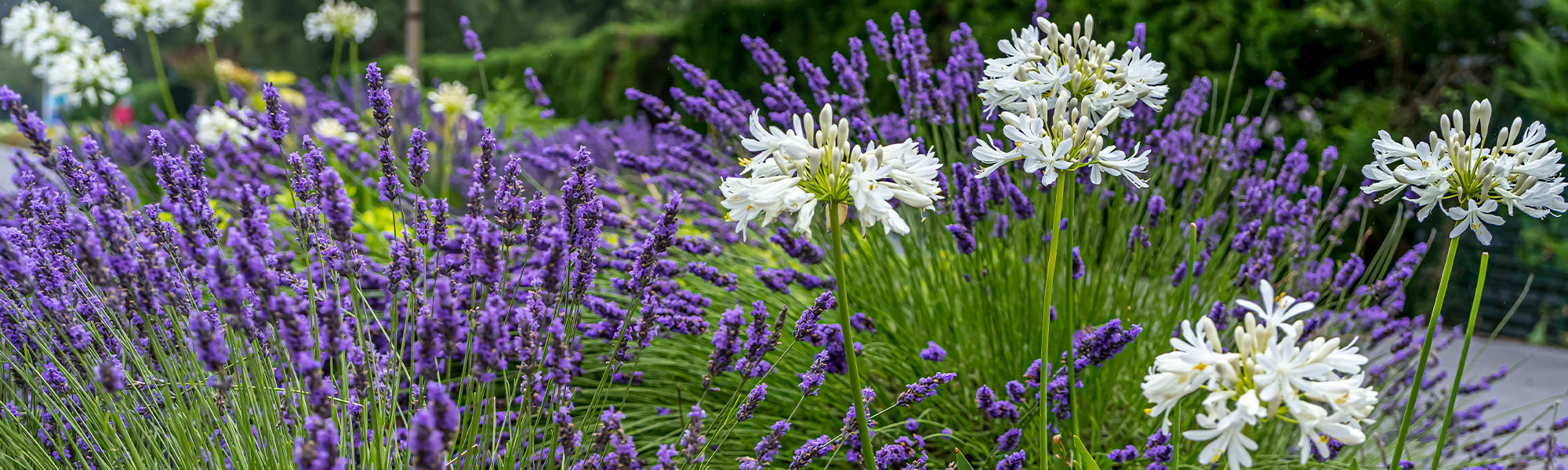 Plantes vivaces à floraison estivale