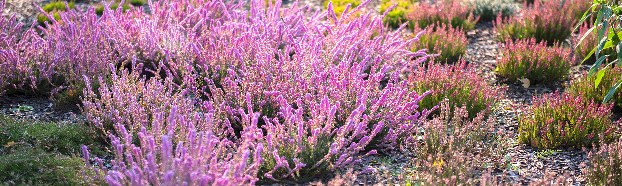 Plantes vivaces à floraison hivernale