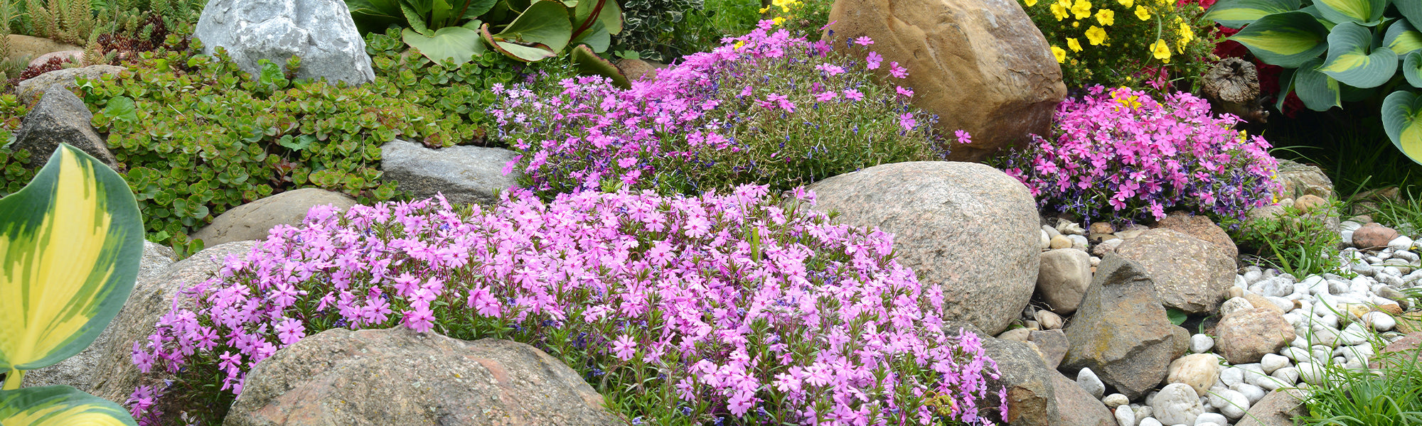 Plantes vivaces pour rocailles