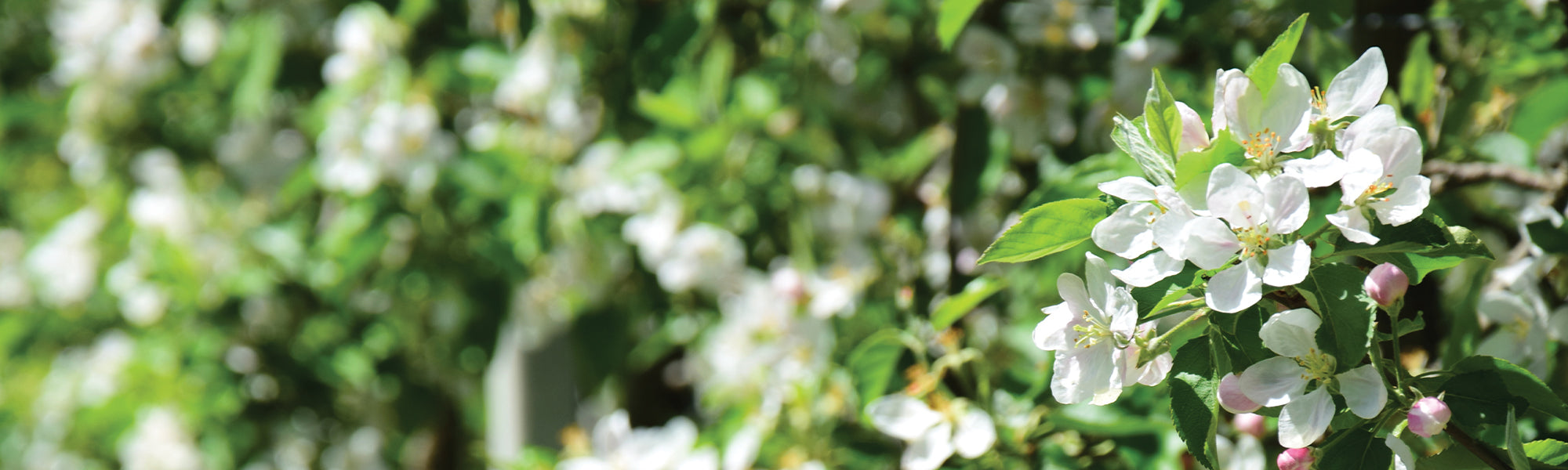 Pommier à fleurs