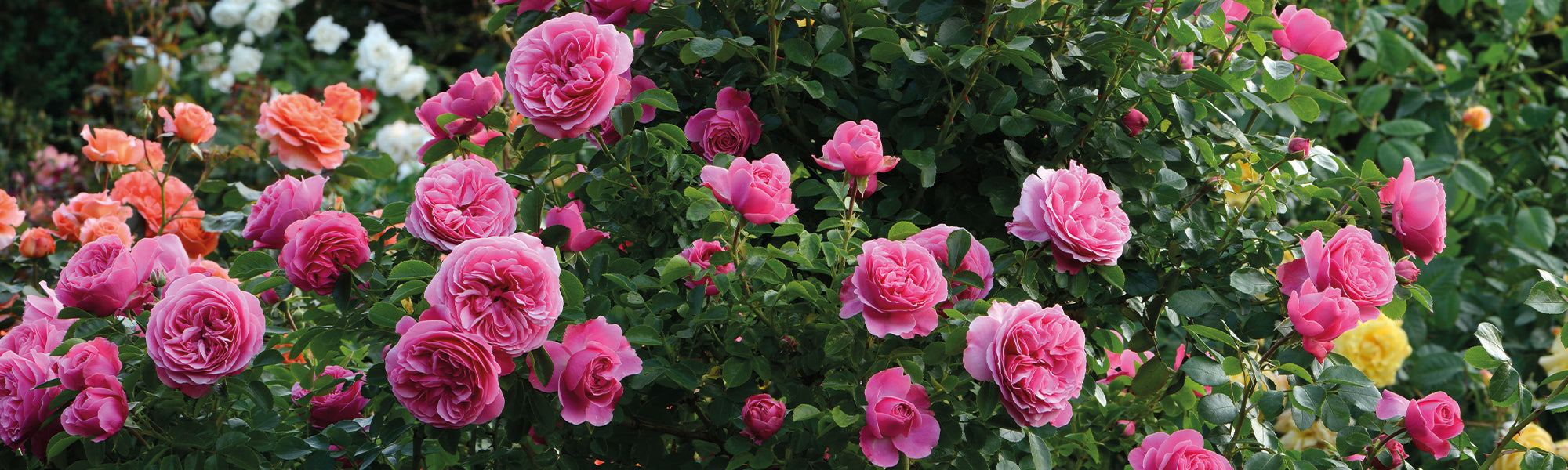 Nouveautés rosiers