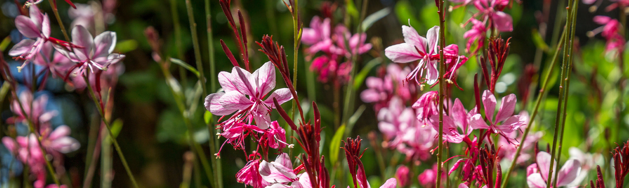 Gaura