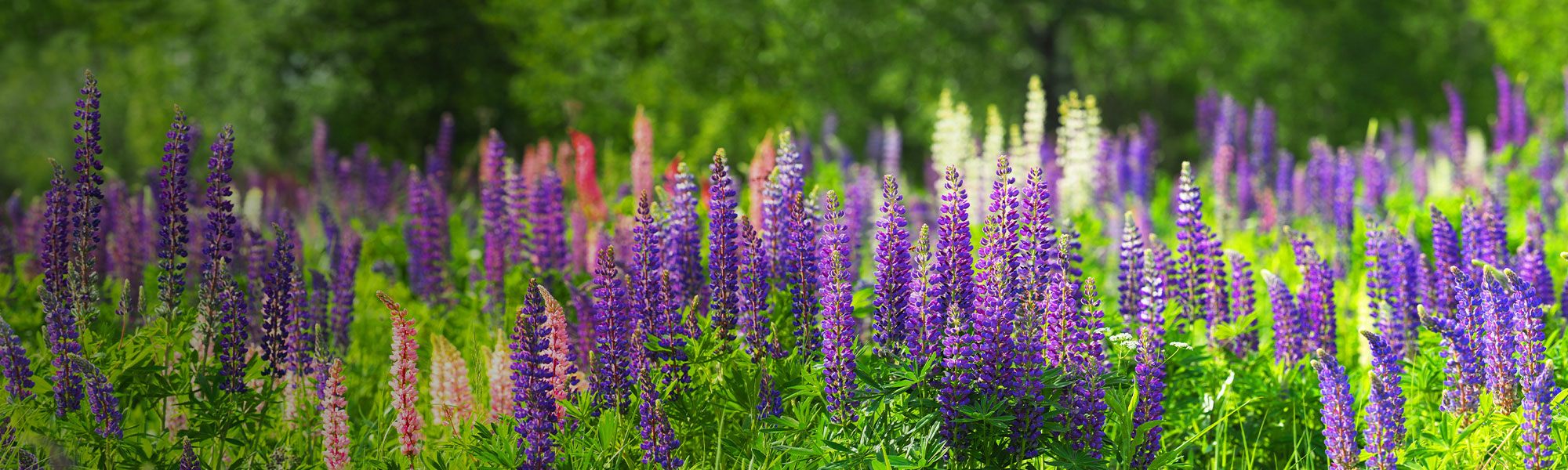 Plantes vivaces pour bouquets