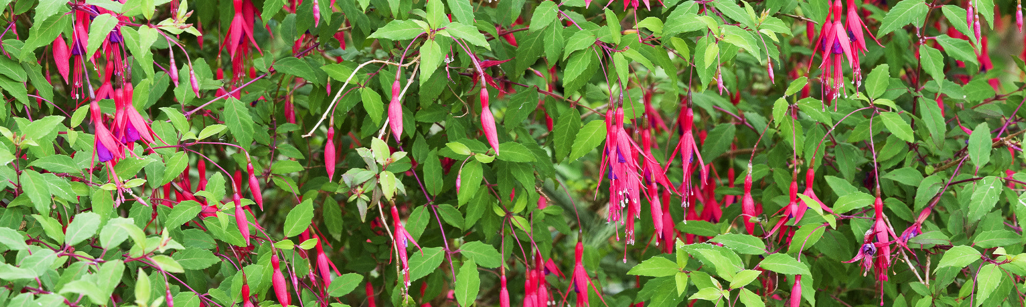 Fuchsia