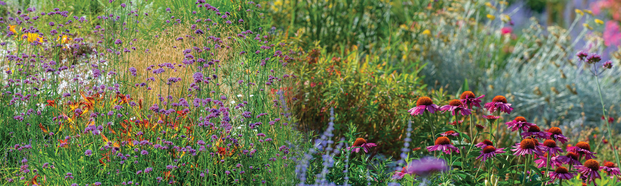 Fleurs vivaces