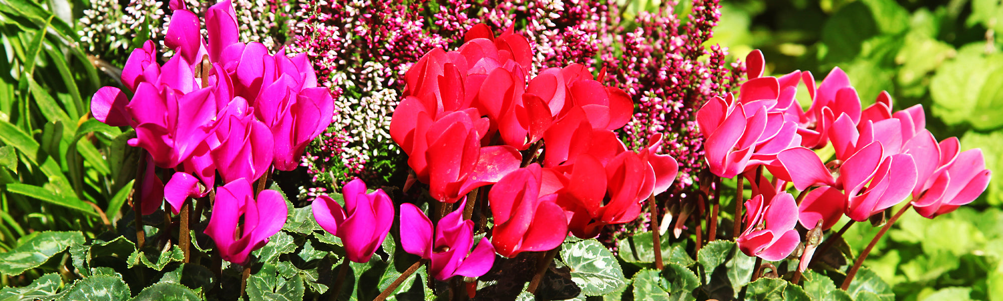 Cyclamen